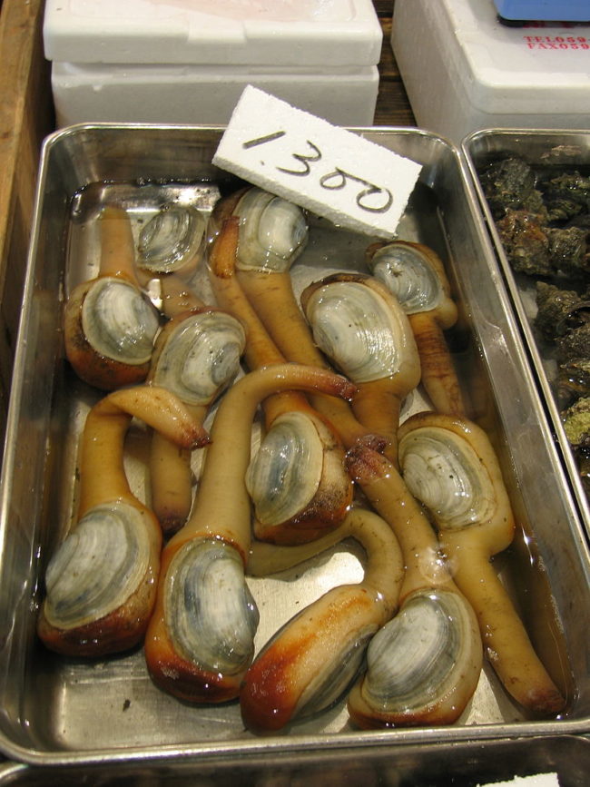 Geoduck