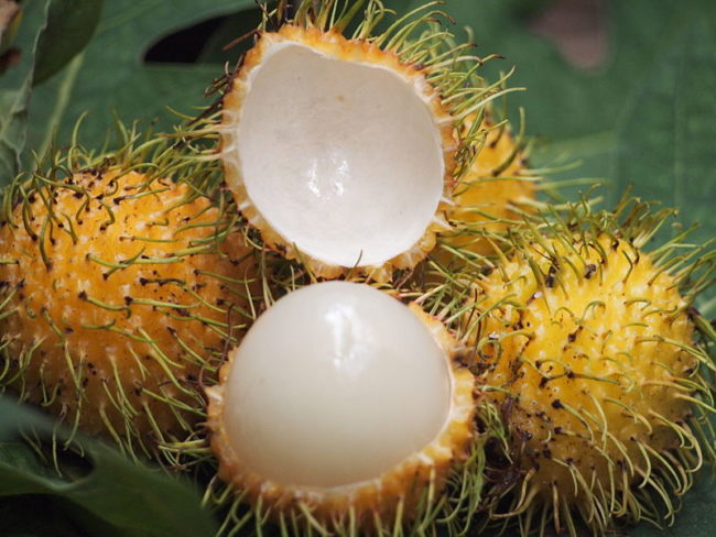 Rambutan