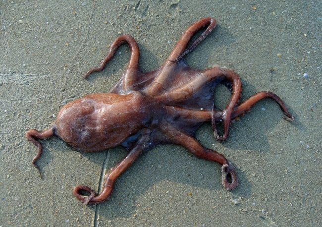 Octopus