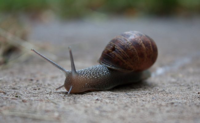 And since Korean skincare brands started using snail slime, others have followed suit. Although it's a fairly new addition to contemporary cosmetics, ancient Greeks actually used this slime to fight inflammation.