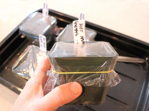 Start an indoor veggie garden by creating a mini greenhouse with plastic wrap.
