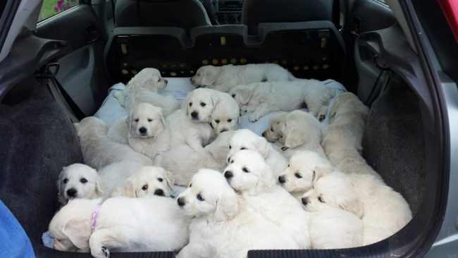 I would pay good money to be in this backseat.