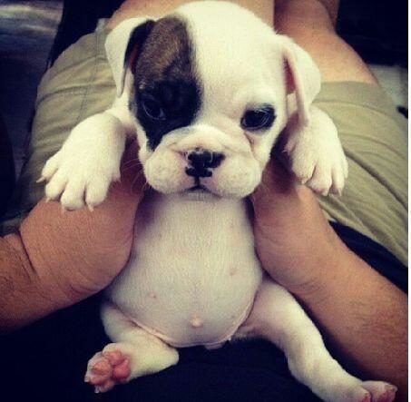 Can we all agree puppy bellies are the best?