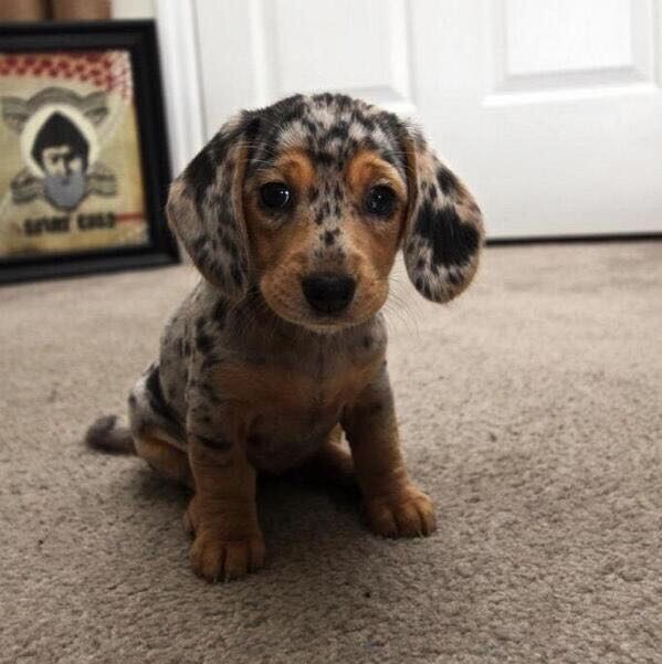 This silver dapple dachshund has puppy dog eyes for days.