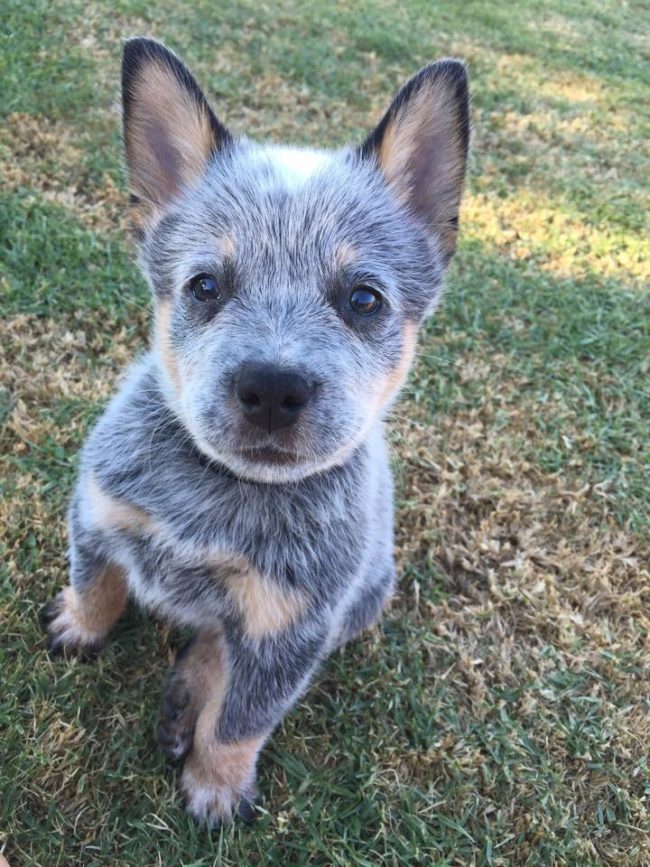 Blue heeler puppies make me feel all warm and fuzzy inside.