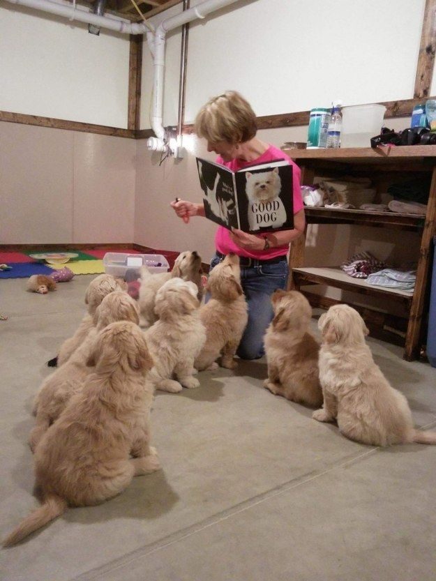 Puppy story time is a thing...and it's amazing.