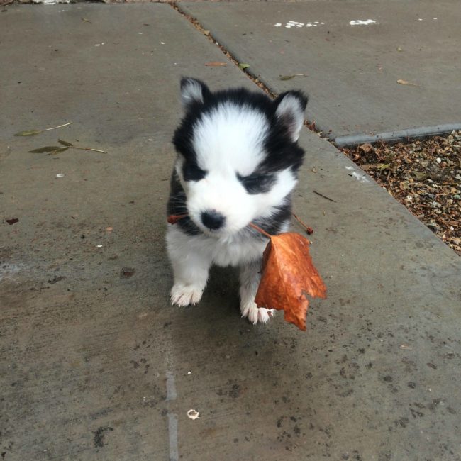 "I brought you a flower, Ma!"