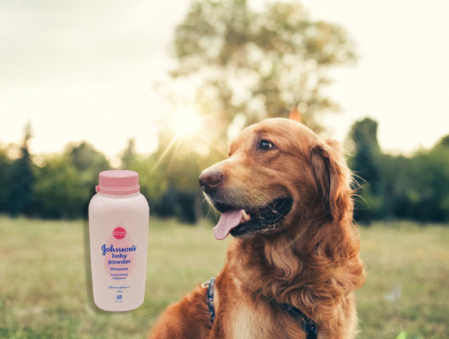 Much like dry shampoo is good for humans, baby powder can do the same for our fluffy pets.