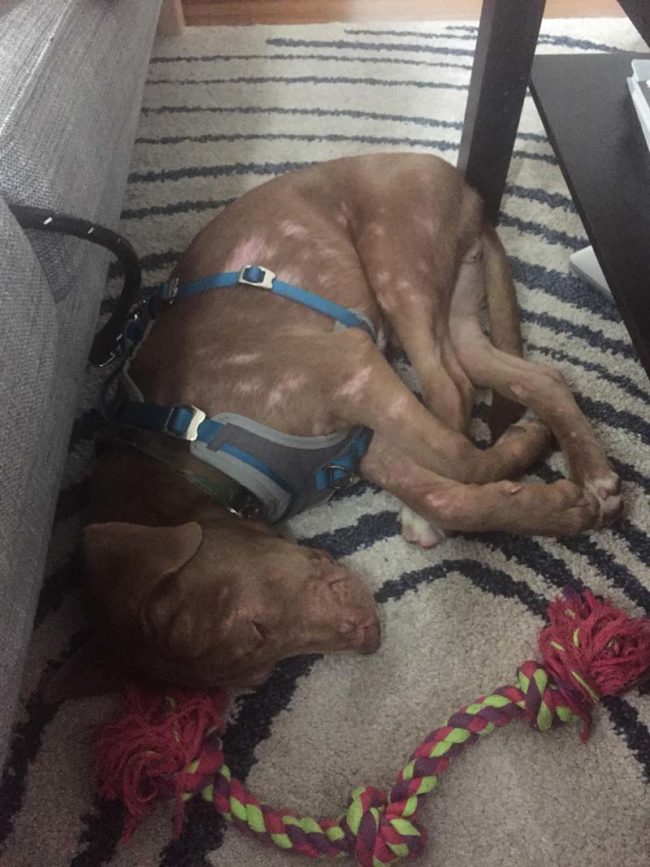 Renamed "Tahoe," the mangey pup soon relaxed at his new forever home.