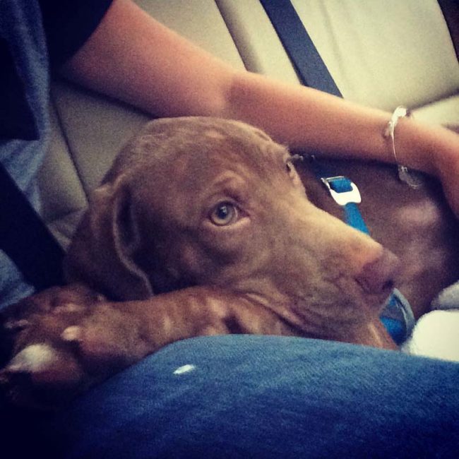 And even after a couple adopted him, this little guy was nervous on the ride home.