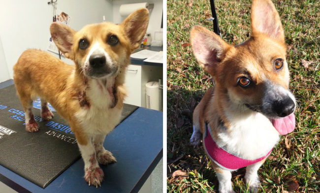 Penny was rescued from the county shelter with a slew of medical problems...but that all changed after some trips to the vet and a whole lotta love.