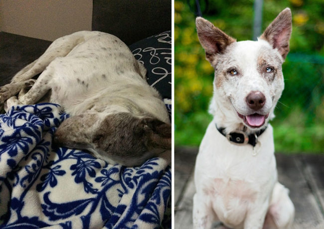 Gunny had been at the shelter for more than 100 days when his new owner fell in love with him.