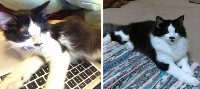 Her forever mom had no idea that Kibby would go from frail kitten to a fluffy, hyper cat.