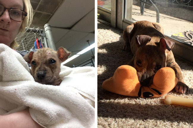 Benny was found on the street with mange and a ton of other health issues. After some time in foster care, the cutie went to a forever home.