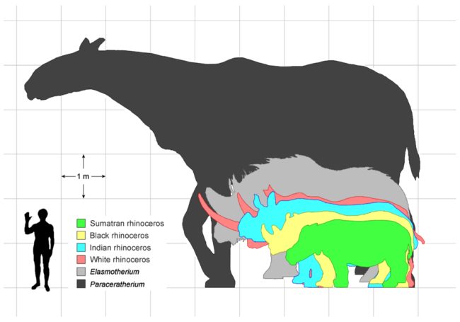 Shown below in light gray, it's clear that the Siberian unicorn was a hulking creature.