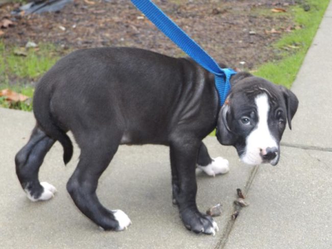 Captain was only 8 weeks old when he was rescued from the kill shelter.