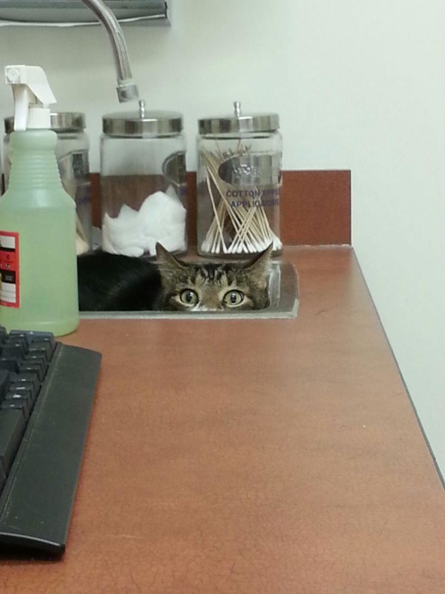 The sink is a strong go-to when it comes to stealthy hiding spots.