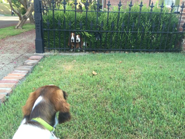 Everyone wants to meet the new puppy when he comes around.