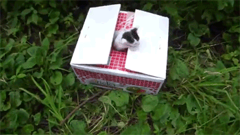 As he got close to the box, a small kitten poked its head out of a hole in the top. Then, he struggled to get free.