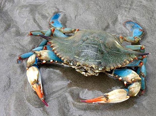 Blue crab