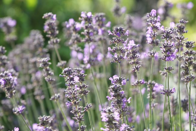 <strong>Myth</strong><strong>:</strong> Lavender is great for calming irritated skin.