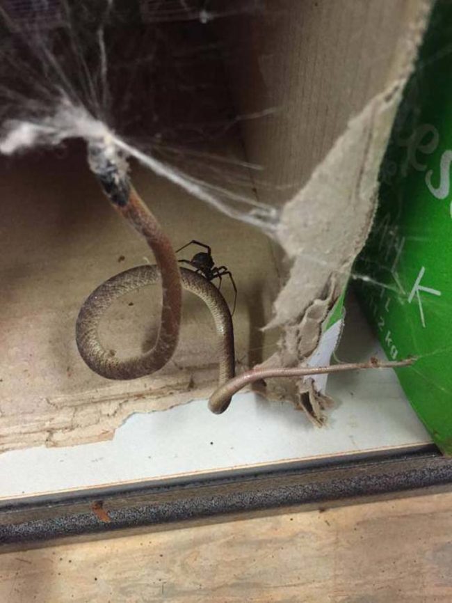 This gruesome scene was discovered in the break room of an office in Australia.