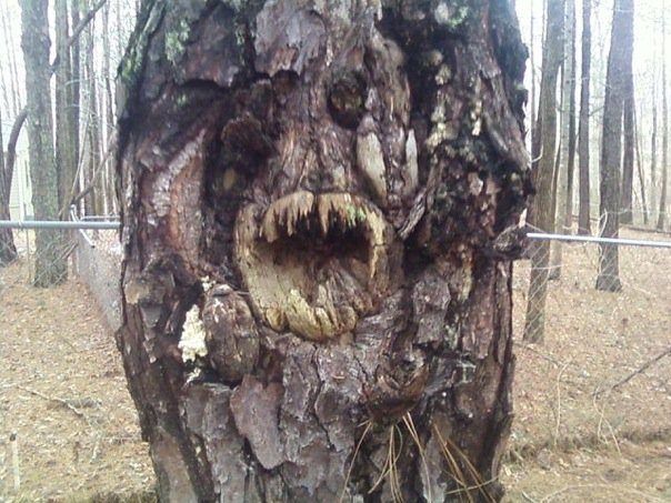 Something tells me this tree's bite IS worse than its bark!