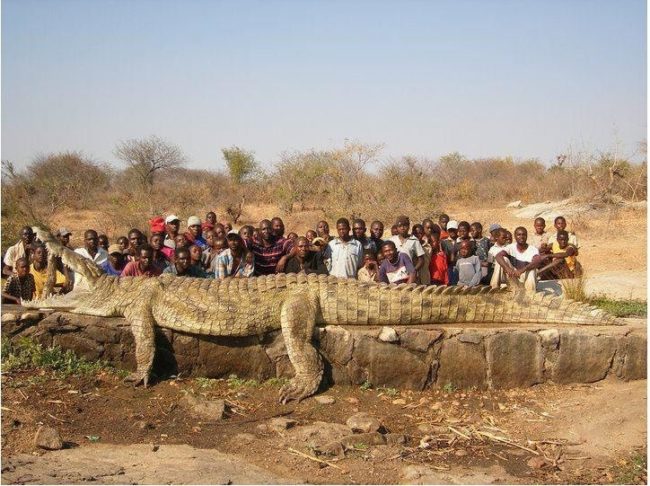 Nothing makes you glad you live in the city more than a picture of a 22-foot, 2,500-pound crocodile.