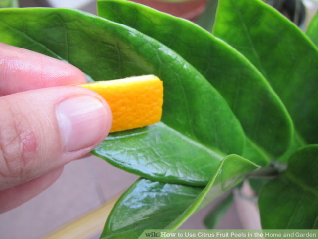 Rub the peels on indoor plants to keep cats from clawing at them.