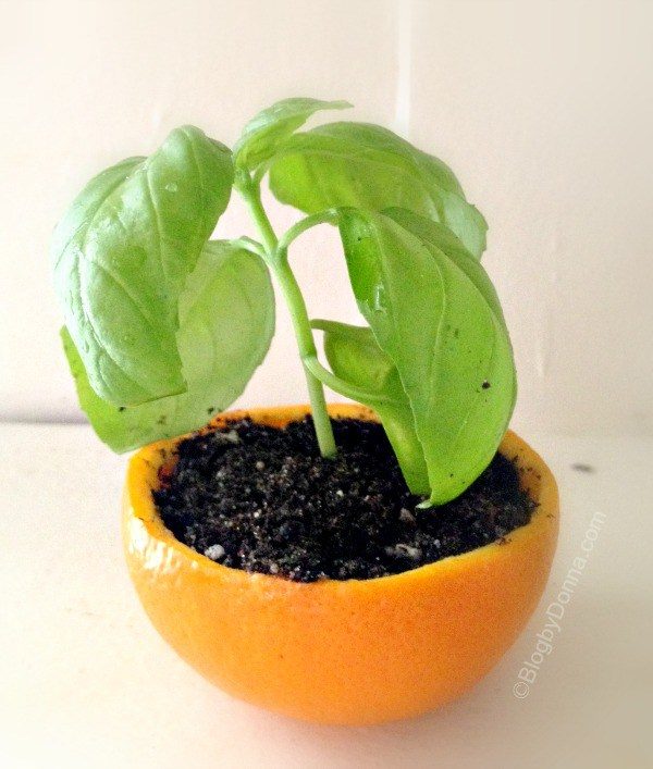 Get a garden going with an orange peel seed starter. When it's sprouted, either plant it directly (the peel will decompose) or remove it from the orange.