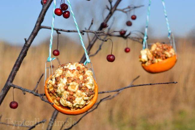 Provide sustenance for friendly birds (and probably a few squirrels) with this peel bird feeder.