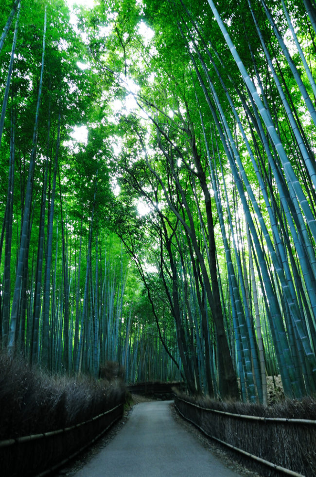 On the outskirts of Kyoto, Japan, there's a magical forest.