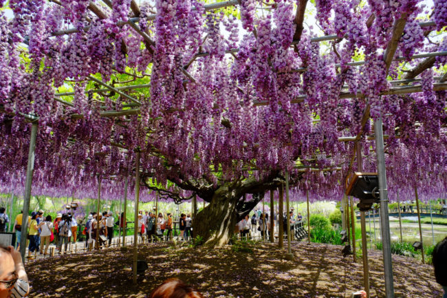 More than 350 wisteria trees bloom at the park. 