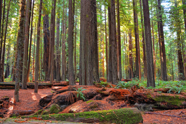 Experience it via countless hiking trails or drive along the Avenue of the Giants.