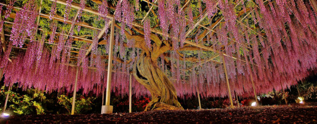 But if you're really looking for a showstopper, the wisteria trees at Japan's Ashikaga Flower Park are where it's at.