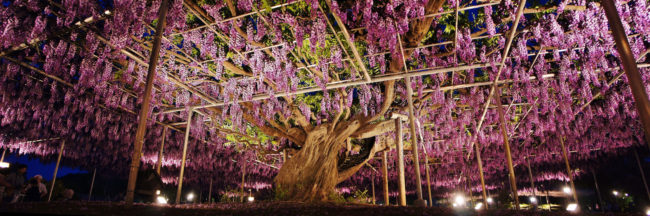 But perhaps the most impressive is the Great Wisteria -- it's over 150 years old and requires a massive trellis to support the beautiful blooming branches.