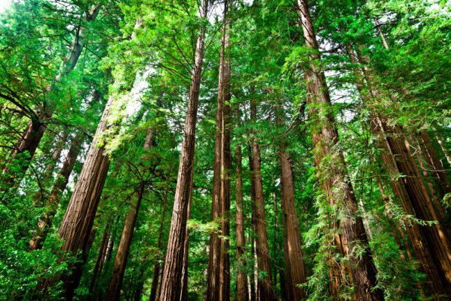 Meanwhile, over on the West Coast, California's Redwoods National Park is nothing to scoff at.