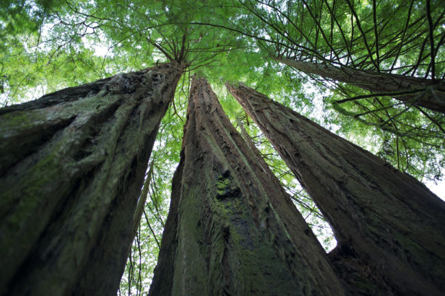 The towering trees actually make up an old-growth temperate rainforest. 