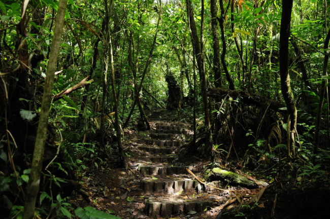 With more than 100 species of mammals, 400 species of birds, and over 2,500 varieties of plants, it's obvious why the Costa Rica forest sees around 70,000 visitors each year.