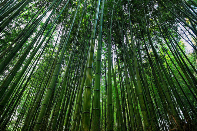 Sagano Bamboo Forest has become a top tourist destination in the country and it's clear why.