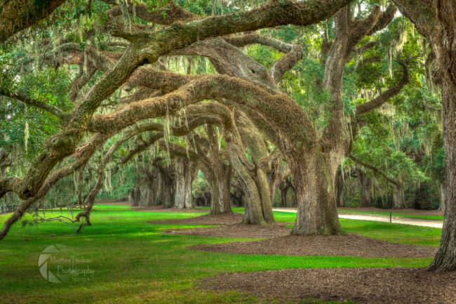 Live oak trees are especially blanketed with the beautiful plant in particular parts of the South, namely Charleston and Savannah.