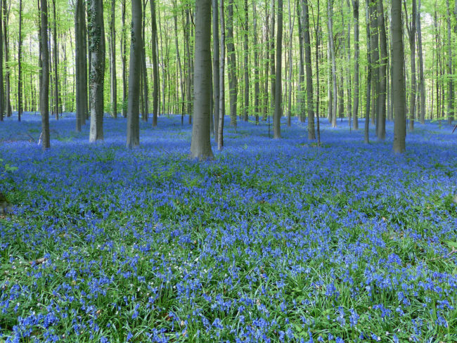 Every spring, the more than 1,300-acre forest floor of Hallerbos is abloom with beautiful bluebells.