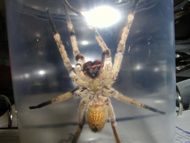 There is an antidote to the Brazilian wandering spider's bite. Unfortunately, these bites often lead to painful, long-lasting erections before victims are able to access the antidote.