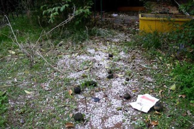 The Redditor kept coming across black lumps that were scattered all over the property. They used to be oranges, but they succumbed to decay like everything else on the property.