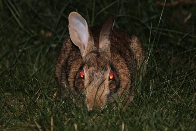 Nebraska - Spooky (Explosive) Bunnies