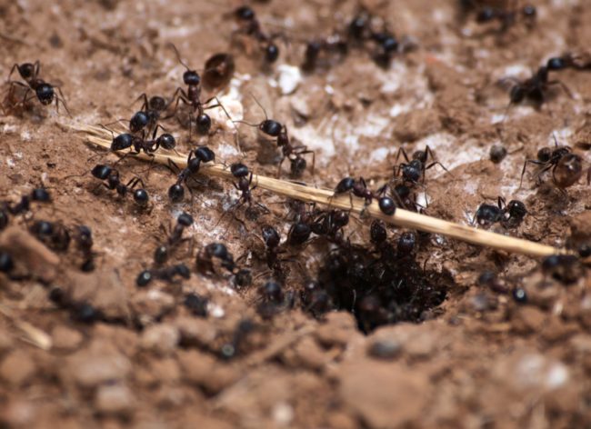 If you sprinkle some salt in an area where ants have been getting in, it will end the parade of pests. Ants tend to avoid walking over salt, thus creating a barrier.
