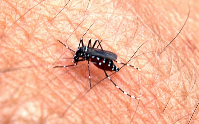 If you're suffering from a mosquito bite's itch, rub some salt water on the spot. It'll alleviate the itch and pain.
