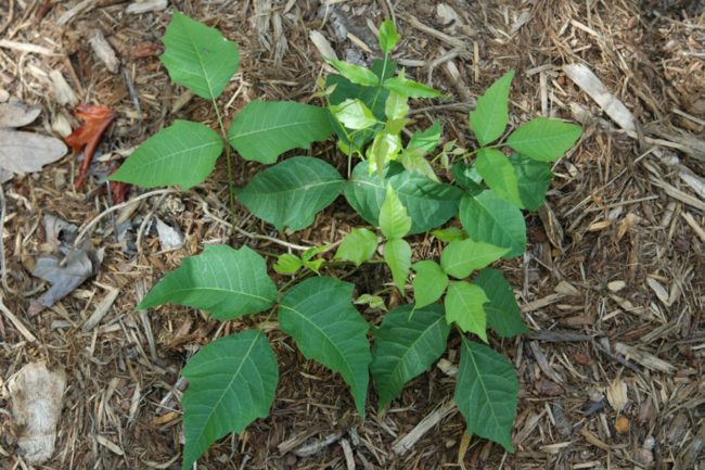 Kill poison ivy with a mixture of salt, vinegar, and liquid detergent. <a href="http://www.care2.com/greenliving/vinegar-for-poison-ivy.html" target="_blank">Here's the recipe</a>.