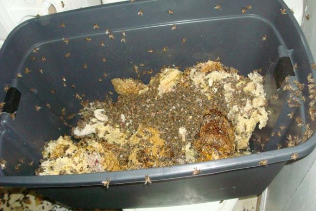 Once inside, they started gathering up the nest in an effort to save as many of the bees as they could.