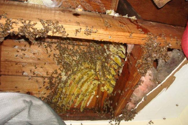 The beekeeper estimated that the colony was home to around 30,000 bees, but they were only able to save 12,000.